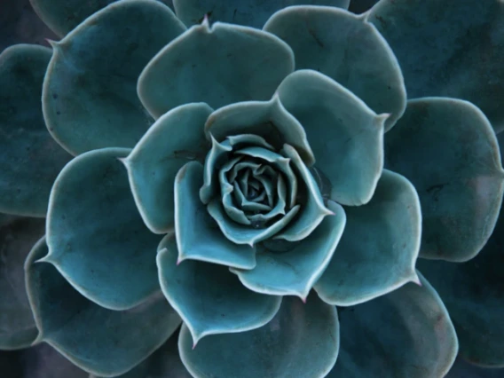 close up of teal succulent