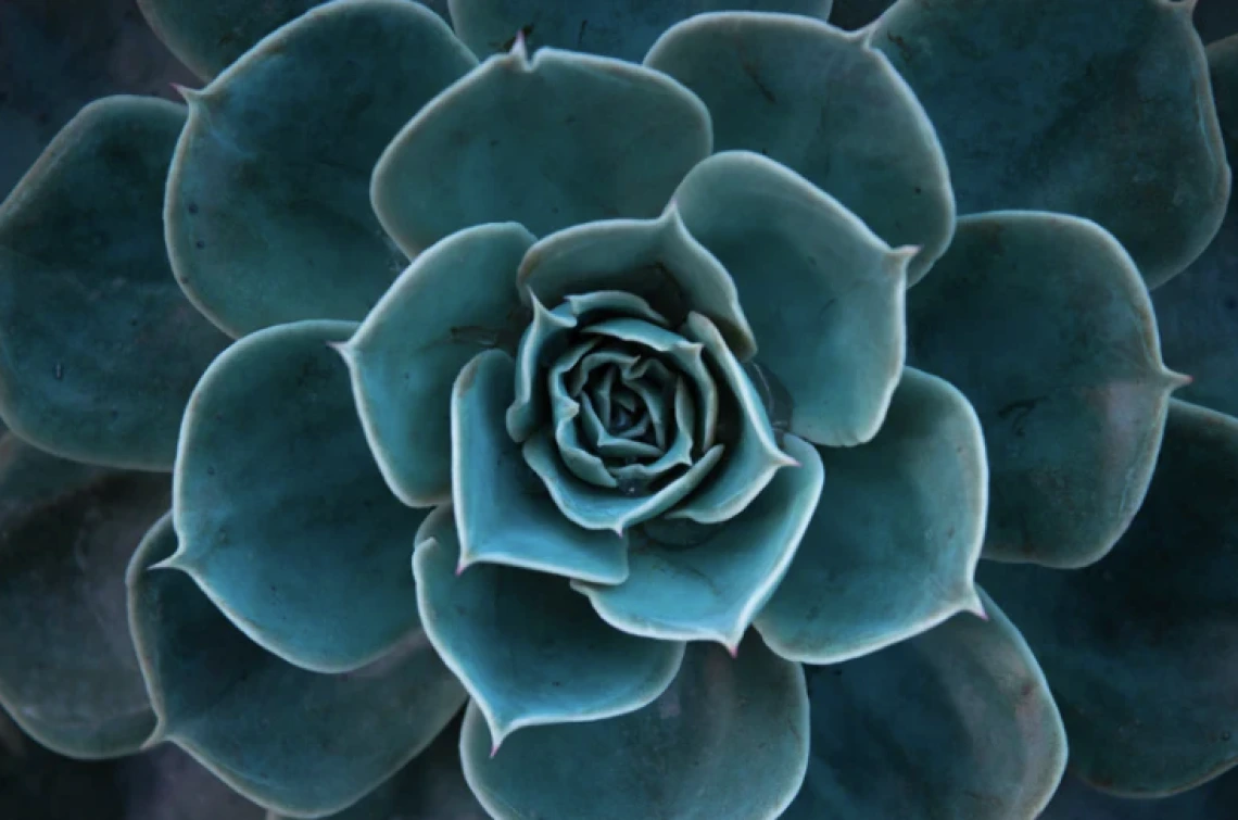 close up of teal succulent